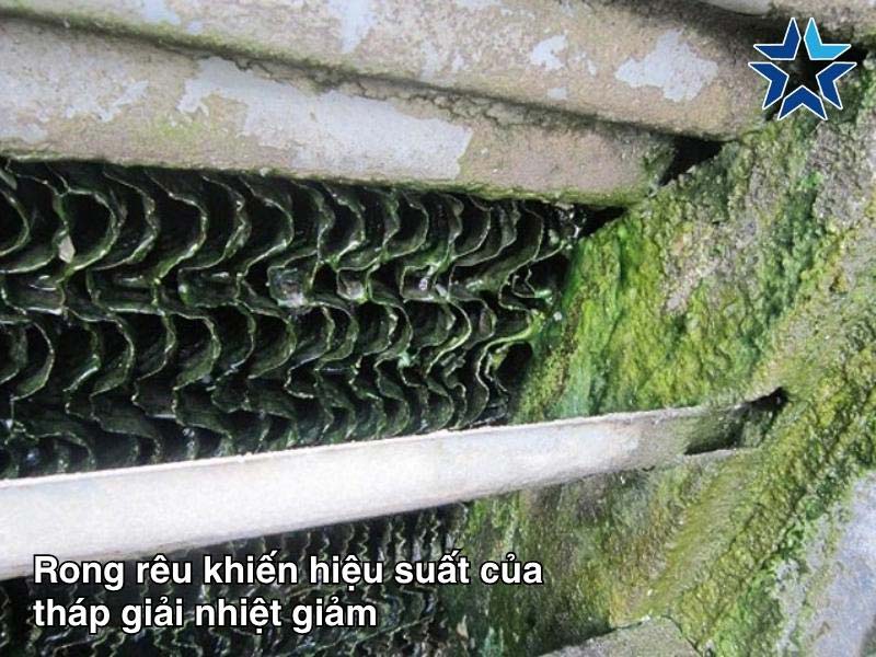 rong rêu khiến giảm hiệu suất tháp giải nhiệt