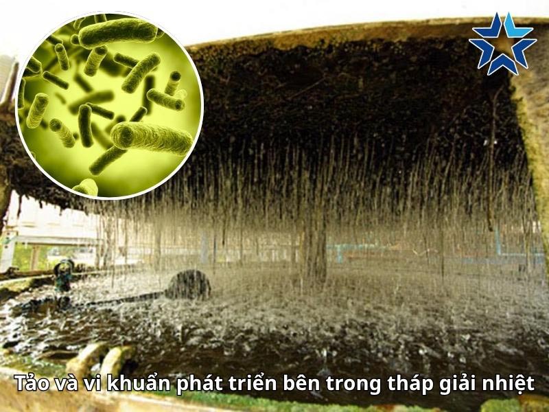 nước có nhiều tảo và vi khuẩn