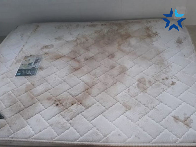 Tại sao đệm bông ép bị mốc, bẩn?